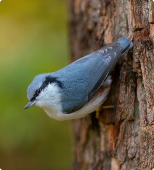 Birdwatching